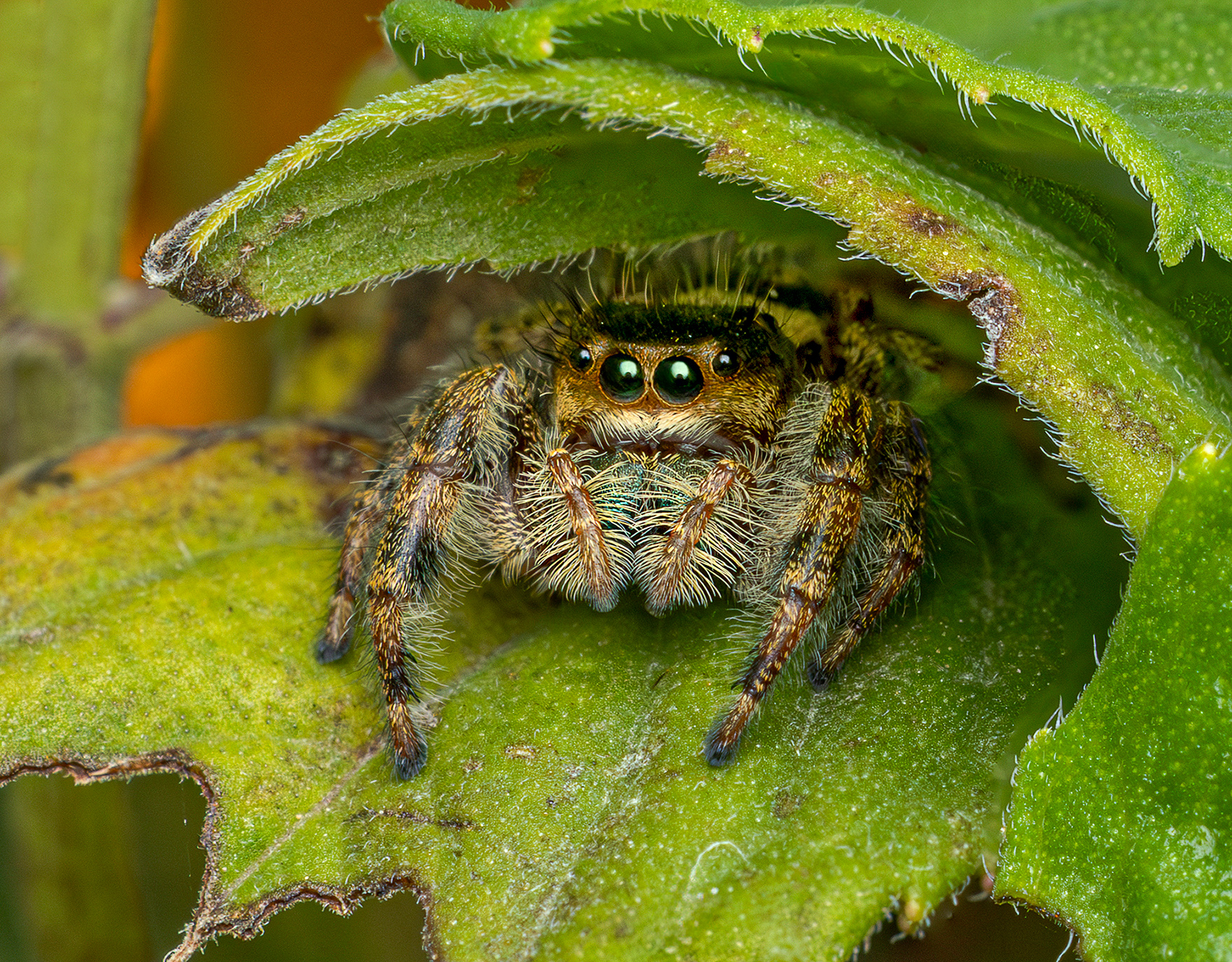 1st PrizeOpen Color In Class 2 By Lisa Mayo For Jumping Spider In Her Leafy Lair SEP-2025.jpg